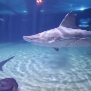 Meet your Posher, Sharon